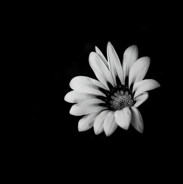 Favourite Flowers